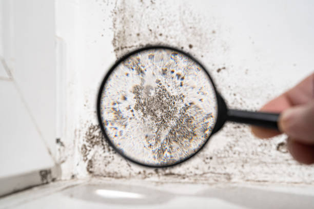 Best Emergency Mold Remediation in Indiantown, FL
